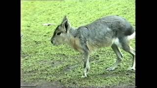 Melbourne Zoo 1989. Part 3