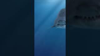 Megalodon Shark Found Alive! #shorts #viral #shark #ternding