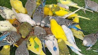 Hungry Budgies Eating Healthy Food