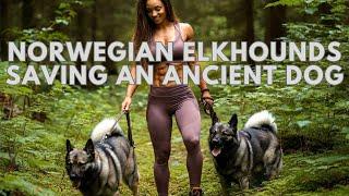 Save the Rarest Dog Breed Norwegian Elkhound from EXTINCTION!