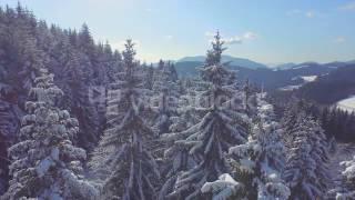 aerial snowy spruce forest in winter n1rdh t8