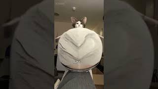 Suni & Bynx left the chat #chat #cat #catlife #funnycats #blowup #catshorts #funny