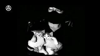 Animal Liberation Front (ALF) Tribute