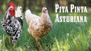 All about the Spanish chicken: Pita Pinta Asturiana