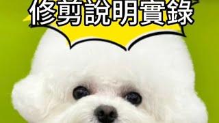 #布朗熊 再一顆#比熊犬 #莫語錄 #寵物美容師夢工廠