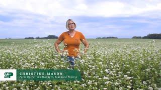 The More You Grow: Buckwheat