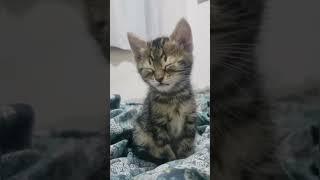 These Cutest Kittens Will Grab Your Attention