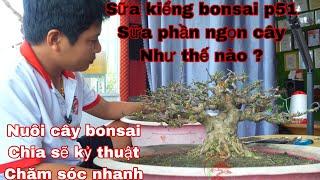 sửa kiểng bonsai p51 | cách sửa ngọn cây bonsai , chia sẽ các cách nuôi chăm sóc cây bonsai