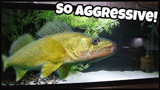 Keeping Pet Walleye In Home Aquarium!