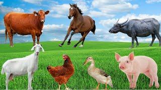 Farm Animal Life - Cows, Buffaloes, Sheep, Goats, Pigs, Chickens, Ducks, Horses