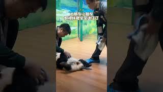 妹猪宝宝搓澡也太可爱了吧！#大熊猫妹猪#萌到爆炸了#熊猫宝宝#来这吸熊猫#长隆大熊猫萌萌花式带娃（cr大熊猫三胞胎萌帅酷）