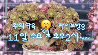 25. 6.11 환희다육 [Live ] 점빵문열어요 (010. 6258. 7152)  오이소 보이소 함께 즐기소예~~
