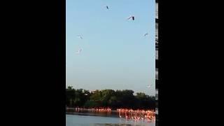 Flamingos en Sisal Yucatán. Obtén tu Lote frente al mar cerca de la reserva de aves,