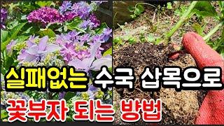 실패없는 수국 삽목으로 꽃부자 되는 방법 #정원가꾸기 #수국키우기