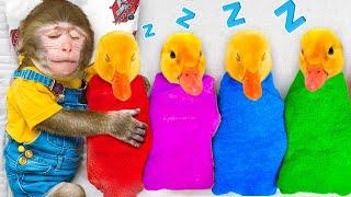 KiKi Monkey rescue Five Little Duck and Take Care of them like Good Brother | KUDO ANIMAL KIKI