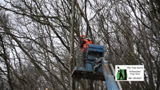 Roadside Tree Removal