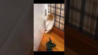 Cat scared from toy soldier-funny cat video#short