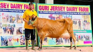 Competition level HF,,Jersey Cow available for sale | All India delivery |