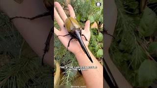 Hercules Beetle 🪲 This Beetle EARNS Its Name!