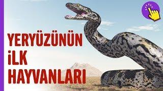 Yeryüzünün ilk hayvanları | Hayvanlar Alemi | Aklında olsun