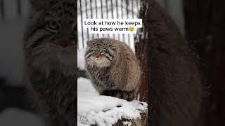 Pallas Cat Paws Warm and Fuzzy Trick!