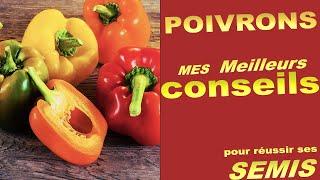 Mes meileurs conseil pour le SEMIS de POIVRONS