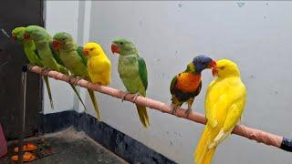 Indian ringneck parrot videos