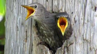 European Starling Chicks Sounds At the Nest (Baby Bird Sounds)