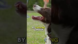 5 Shocking Dog Facts You Won't Believe!