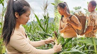 Harvesting and boiling sticky corn for sale - Listening to Mr. Cao talk about his debts | La Thi Lan