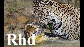 Jaguar vs caiman, rainforest pantanal in Brazil,  Nature 2018 HD Documentary. (1)