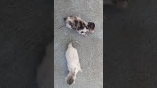 New born baby cates #cat #shorts #viral