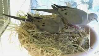 Mourning Dove Nest Cam Part 1