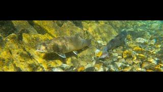 Bull Trout what’s next for our provincial fish?