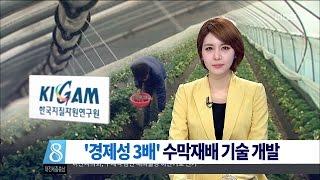 [대전MBC뉴스]수막재배 신기술 개발