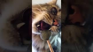 Roy and his catnip lollipop | Norwegian Forest Cat