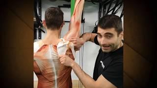  Elimina el dolor de hombro y trapecio - Roots videotips  