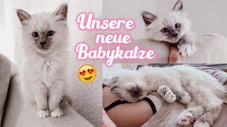 Unsere neue Babykatze! Abholen, eingewöhnen, Zusammenführung mit Mila..I Meggyxoxo