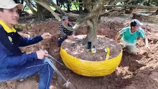 How to plant trees to make the tree roots grow fastest