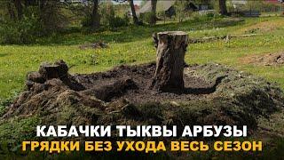 ГРЯДКА ГНЕЗДО НЕ ТРЕБУЕТ УХОДА ВЕСЬ СЕЗОН. Необычный способ выращивания кабачков, тыквы и арбузов.