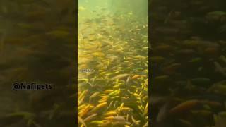 Zebra Fish Farm #zebrafish #fish #shorts #fishlover