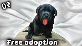 Free Labrador puppy | Labrador for free adoption (Best Quality)