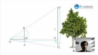 How to measure a tree ?