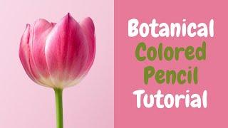 Colored Pencil Botanical Tutorial For Beginners - Live Art Chat