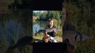 #bergar #imod #wędkowanie #bigfish #karp #fish #fishing #jesiotr #fishingfun #fishingvideo