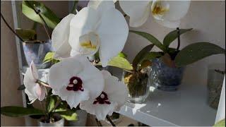 How to care for orchids so that they bloom longer? 