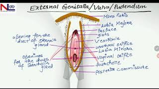 External Genitalia | Female reproductive organs