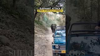 Elephant Attack Tourist Gypsy In Dhikala #jimcorbett #viral #tiger #trending #shorts #elephant