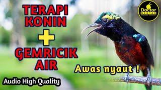 TERAPI KONIN GACOR FULL ISIAN DENGAN GEMRICIK AIR COCOK BUAT DONGKRAK BIRAHI BURUNG KOLIBRI BAHAN