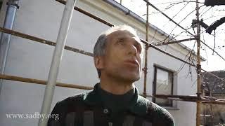 Яблоня после прошлогодней обрезки  Курс Николая Рабушко Обрезка плодовых деревьев